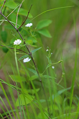Pseudostellaria jamesiana