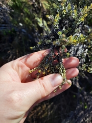 Ozothamnus leptophyllus