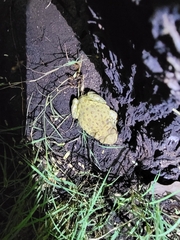 Incilius alvarius