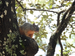 Sciurus nayaritensis