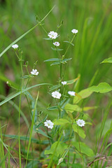 Pseudostellaria jamesiana