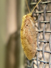 Hemerobius humulinus