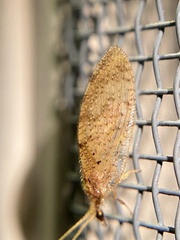 Hemerobius humulinus