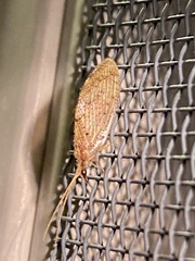 Hemerobius humulinus