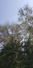 Ploceus velatus
