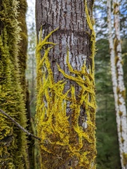 Homalothecium nuttallii