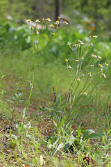 Senecio integerrimus ochroleucus