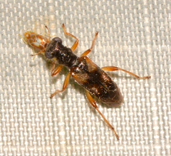 Phyllobaenus