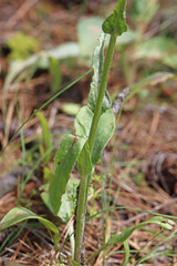 Senecio integerrimus ochroleucus