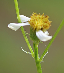 Senecio integerrimus ochroleucus