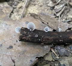 Resupinatus trichotis