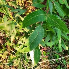 Rhus typhina