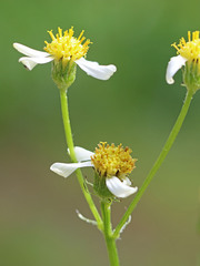Senecio integerrimus ochroleucus