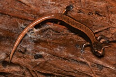 Plethodon vehiculum