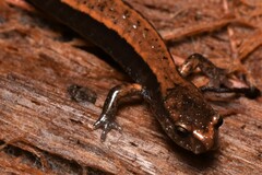 Plethodon vehiculum