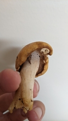 Cortinarius caperatus