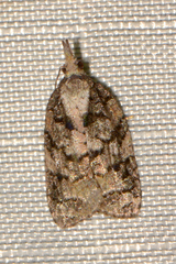 Platynota exasperatana