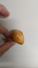 Cortinarius caperatus