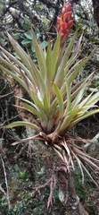 Tillandsia turneri