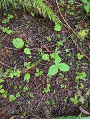 Maianthemum dilatatum