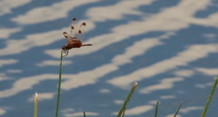 Celithemis elisa