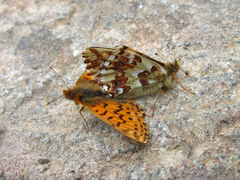 Boloria alaskensis