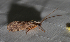 Polycentropodidae