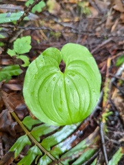 Maianthemum dilatatum