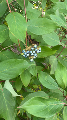 Cornus amomum