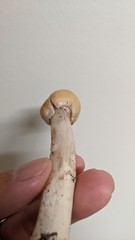 Cortinarius caperatus