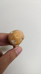 Cortinarius caperatus