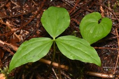 Trillium ovatum