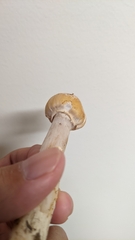 Cortinarius caperatus