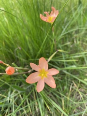 Moraea miniata