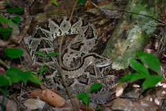 Crotalus tzabcan