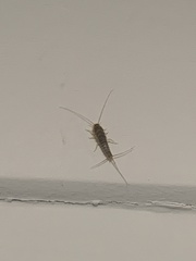 Lepismatidae