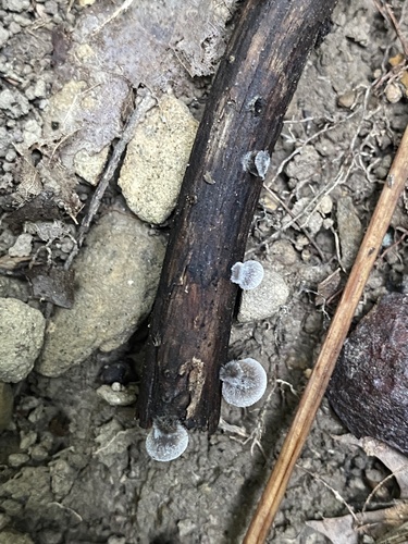Resupinatus trichotis (Photo 2 of 5)