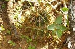 Hamatocactus setispinus