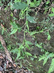 Oplismenus compositus