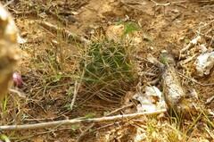 Hamatocactus setispinus