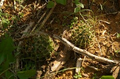Hamatocactus setispinus
