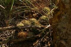 Hamatocactus setispinus