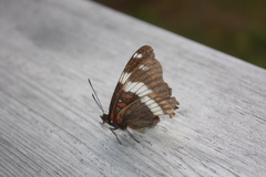 Limenitis arthemis rubrofasciata