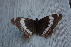 Limenitis arthemis rubrofasciata