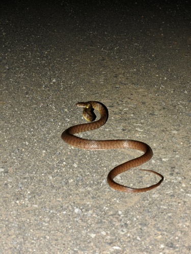 Brown Tree Snake sighting