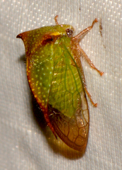 Stictocephala