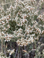 Eriogonum effusum