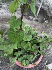 Callisia repens