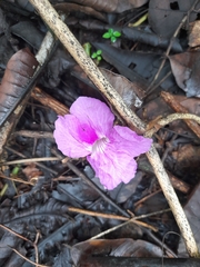 Bignonia