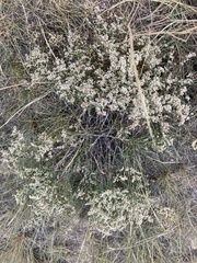 Eriogonum effusum